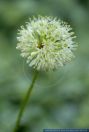 Allium victorialis,Allermanns-Harnisch,Victory Onion
