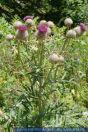 Cirsium eriophorum, Wollkopfkratzdistel, Wooly Thistle 