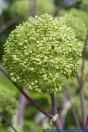 Angelica archangelica,Arznei-Engelwurz,Echte Engelwurz,Garden Angelica,Holy Ghost,Wild Celery