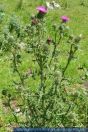 Cirsium vulgare, Gemeine Kratzdistel, Common Thistle 