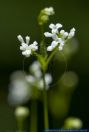 Asperula tinctoria,Faerber-Meier,Faerber-Meister,Dyer's woodruff