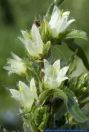 Campanula thyrsoides subsp. carniolica,Strauss-Glockenblume,Yellow bellflower