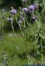 Cirsium arvense,Acker-Kratzdistel,Creeping Thistle