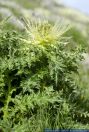 Cirsium spinosissimum,Alpen-Kratzdistel,Thistle