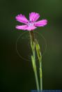Dianthus deltoides,Heide-Nelke,Maiden pink