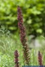 Echium russicum,Roter Natternkopf,Red Viper`s Bugloss