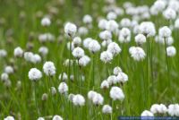 Eriophorum scheuchzeri,Scheuchzers Wollgras,White cottongrass