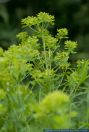 Euphorbia palustris,Sumpf-Wolfsmilch,Marsh spurge