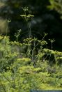 Foeniculum vulgare,Fenchel,Fennel