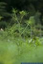 Foeniculum vulgare,Fenchel,Fennel