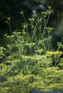 Foeniculum vulgare,Fenchel,Fennel