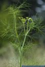 Foeniculum vulgare,Fenchel,Fennel