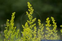 Galium verum,Echtes Labkraut,Wahres Labkraut,Cheese-rennet,Lady's Bedstraw,True Bedstraw,Yellow Bedstraw