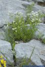 Galium anisophyllon,Ungleichblaettriges Labkraut,Alpine Bedstraw