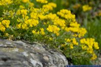 Hippocrepis comosa,Schopf-Hufeisenklee,Horseshoe Vetch