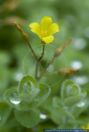 Hypericum elodes,Sumpf-Hartheu,Sumpf-Johanniskraut,Marsh Hypericum