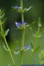 Hyssopus officinalis,Ysop,Hyssop