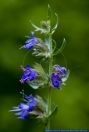 Hyssopus officinalis,Ysop,Hyssop