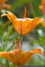 Lilium bulbiferum,Feuerlilie,Orange Lily