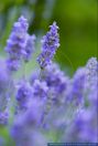 Lavandula angustifolia,Lavendel,Lavender