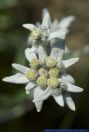 Leontopodium alpinum,Edelweiss,Edelweiss