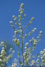 Lepidium latifolium,Breitblaettrige Kresse,Broad-Leaf Pepper-Grass,Dittander