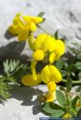 Lotus alpinus,Alpen-Hornklee,Birdsfoot Lotus