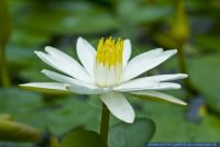 Nymphaea lotus,Gruener Tigerlotus,Nymphea lotus