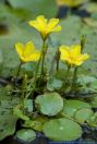 Nymphoides peltata,Seekanne,Yellow floating heart,Fringed Water Lily