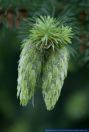 Pseudotsuga menziesii,Douglasie,Douglas Fir