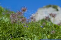 Pulsatilla alpina ssp alpina,Alpen-Kuhschelle,Alpine Pasque-Flower