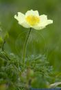 Pulsatilla alpina subsp. apiifolia,Gelbe Kuhschelle,Schwefel-Anemone,Yellow Alpine Pasque-Flower