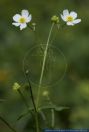 Ranunculus aconitifolius,Eisenhutblaettriger Hahnenfuss,Batchelor's Buttons