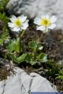 Ranunculus alpestris,Alpen-Hahnenfuss,Alpine Buttercup