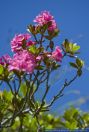 Rhododendron ferrugineum,Rostblaettrige Alpenrose,rusty-leaved alpenrose