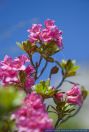 Rhododendron ferrugineum,Rostblaettrige Alpenrose,rusty-leaved alpenrose