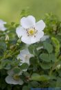 Rosa spinosissima,Bibernellblaettrige Rose,Burnet Rose