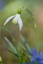 Galanthus nivalis,Schneegloeckchen,Snowdrop