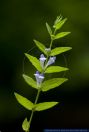 Scutellaria galericulata,Sumpf-Helmkraut,Common Skullcap