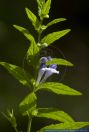 Scutellaria galericulata,Sumpf-Helmkraut,Common Skullcap