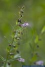 Scutellaria minor,Kleines Helmkraut,Lesser Skullcap