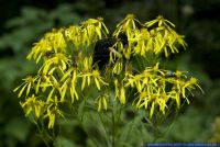 Senecio ovatus ssp. Ovatus,Fuchskreuzkraut,Wood Ragwort