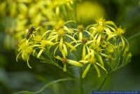 Senecio ovatus ssp. Ovatus,Fuchskreuzkraut,Wood Ragwort