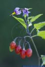 Solanum dulcamara,Bittersuesser Nachtschatten,Bittersweet