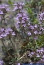 Thymus alpestris,Gebirgs-Thymian,Mountain Thyme