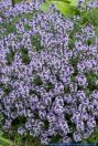 Thymus vulgaris,Echter Thymian,Common Thyme