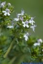 Thymus vulgaris,Echter Thymian,Common Thyme