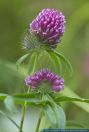 Trifolium alpestre,Huegel-Klee,Alpine Clover