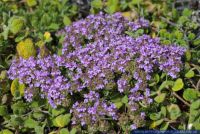 Thymus camphoratus,Kampfer-Thymian,Camphor Thyme