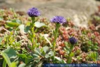 Globularia punctata, Gemeine Kugelblume, Common Globularia 